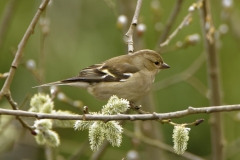 Female Chaffinch in Tree