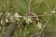 Female Chaffinch Feeding  in Tree