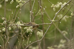 Female Chaffinch Feeding  in Tree