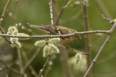 Female Chaffinch in Tree