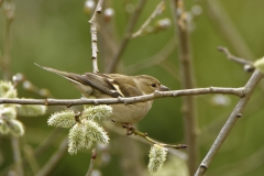 Female Chaffinch in Tree