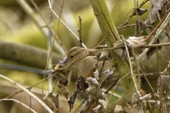 Female Chaffinch in Tree