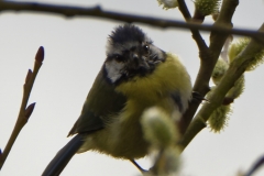 Blue Tit in Tree