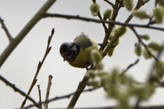 Blue Tit in Tree