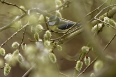 Blue Tit in Tree