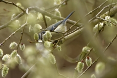 Blue Tit in Tree