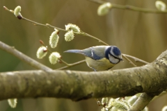 Blue Tit in Tree