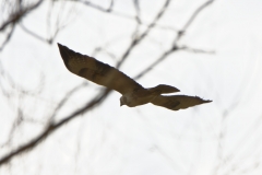 Buzzard in Flight