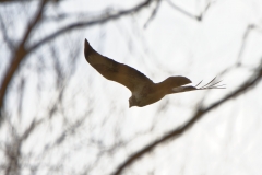 Buzzard in Flight