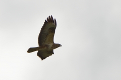 Buzzard in Flight