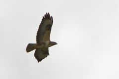 Buzzard in Flight