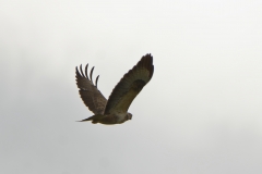 Buzzard in Flight