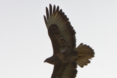 Buzzard in Flight