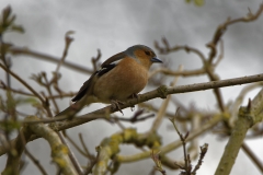 Male Chaffinch Side View in Tree