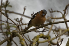 Male Chaffinch Side View in Tree