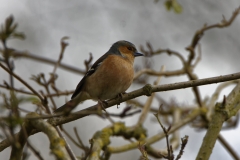 Male Chaffinch Side View in Tree