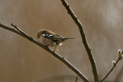 Male Chaffinch Side View in Tree