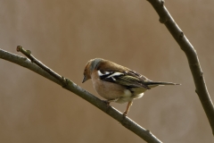 Male Chaffinch Side View in Tree