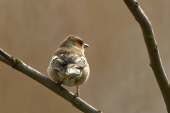 Male Chaffinch Back View in Tree