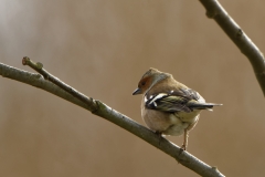 Male Chaffinch Back View in Tree