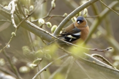 Male Chaffinch Side View in Tree