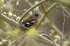 Male Chaffinch Side View in Tree