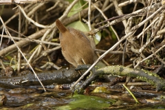 Wren on River Bank