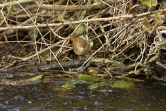 Wren on River Bank