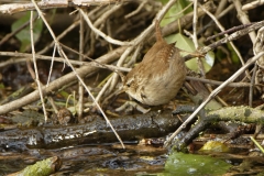 Wren on River Bank