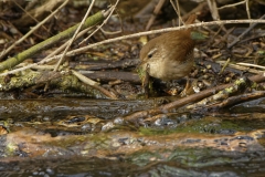 Wren on River Bank