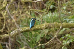 Male Kingfisher Back View on Branch over River