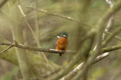 Male Kingfisher Front View on Branch over River