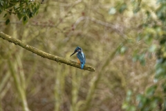 Male Kingfisher Back View on Branch over River