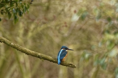 Male Kingfisher Back View on Branch over River