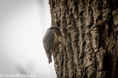 Nuthatch on Tree Removing Debris Around Nest Hole