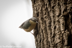 Nuthatch on Tree Removing Debris Around Nest Hole