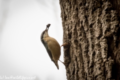 Nuthatch on Tree Removing Debris Around Nest Hole