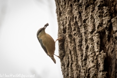 Nuthatch on Tree Removing Debris Around Nest Hole