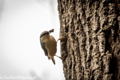 Nuthatch on Tree Removing Debris Around Nest Hole