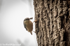 Nuthatch on Tree Removing Debris Around Nest Hole