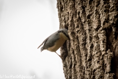 Nuthatch on Tree Removing Debris Around Nest Hole