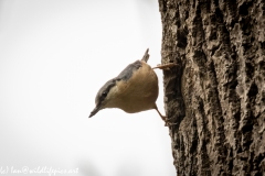 Nuthatch on Tree Removing Debris Around Nest Hole