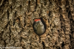 Young Great Spotted Woodpecker About to Leave Nest