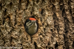 Young Great Spotted Woodpecker About to Leave Nest