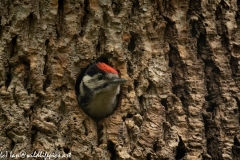 Young Great Spotted Woodpecker About to Leave Nest