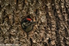 Young Great Spotted Woodpecker About to Leave Nest