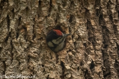 Young Great Spotted Woodpecker About to Leave Nest