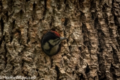 Young Great Spotted Woodpecker About to Leave Nest