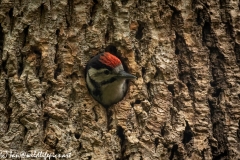 Young Great Spotted Woodpecker About to Leave Nest