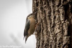 Nuthatch on Tree Removing Debris Around Nest Hole